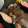 puppy, dog, sleeping, plush_toy, lion_toy, tattoo, arm, person, black_shirt, green_couch, resting, indoor, cozy, cute, pet, animal, nap, soft_toys, closeup, relaxation