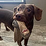 dog, brown_dog, indoor, floor, tile_floor, socks, pet, animal, window, blinds, curious, guilty_expression, mouth, ears, standing, light, shadow, cute, domestic, companion