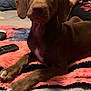 puppy, dog, brown_dog, blanket, bed, remote_control, person, phone, indoor, relaxing, casual, cute, animal, pet, lying_down, looking, cozy, furniture, human, technology