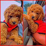 Ted is registered to the contest to win money with this photo: puppy, dog, curly_fur, red_clothing, pet, car_interior, cute, fluffy, animal, companion, canine, adorable, curled_paws, pet_clothing, window, seat, human_arm, tattoo, indoor, closeup
