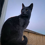 Goose participe au concours pour gagner de l'argent avec cette photo : cat, gray_cat, animal, pet, feline, outdoor, sky, sunlight, concrete, wall, curious, sitting, fur, whiskers, ears, tail, close_up, daylight, nature, portrait