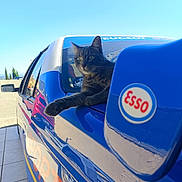Iceman participe au concours pour gagner de l'argent avec cette photo : cat, car, blue_car, side_mirror, outdoor, daylight, animal, pet, vehicle, reflection, sky, window, paw, sport, logo, automobile, resting, curious, feline, sunlight