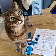 Iceman participe au concours pour gagner de l'argent avec cette photo : animal, cabinet, cat, cat_food_packet, curious, document, food, furniture, gourmet_perle, gray_fur, green_eyes, hand, indoor, leaflet, looking_up, pet, tabby_cat, tabletop, whiskers, wooden_table