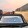 Iceman participe au concours pour gagner de l'argent avec cette photo : animal, calm, car, casual, cat, comfort, convertible, driveway, fence, interaction, leisure, nature, outdoor, pet, relaxed, sky, sunset, vehicle, wall, woman