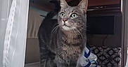 Iceman participe au concours pour gagner de l'argent avec cette photo : alert, camper, cat, cozy, curious, curtain, cushion, domestic_animal, furniture, gray_tabby, green_eyes, household, indoor, patterned, pet, rv, table, travel_bag, whiskers, window