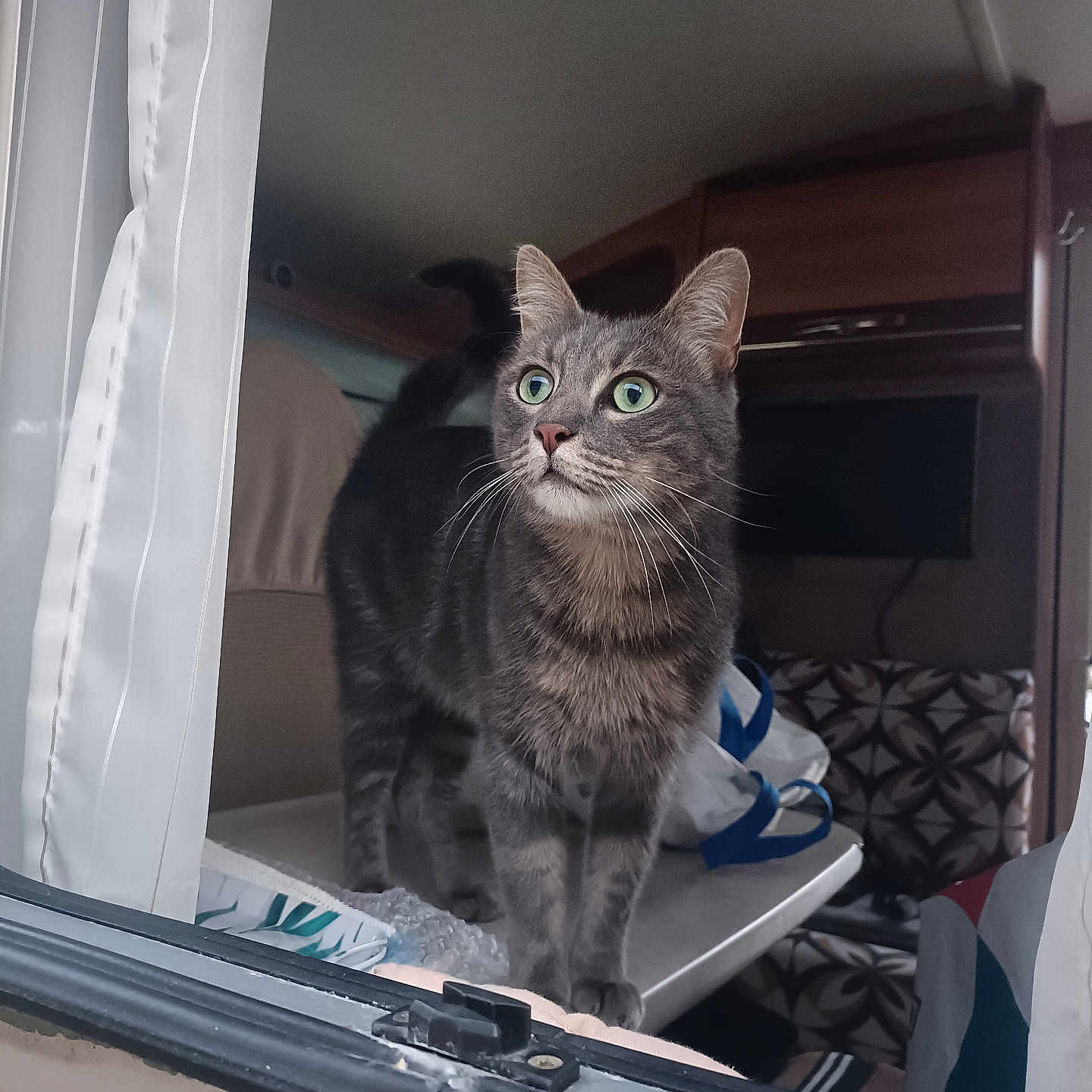 Iceman participe au concours pour gagner de l'argent avec cette photo : alert, camper, cat, cozy, curious, curtain, cushion, domestic_animal, furniture, gray_tabby, green_eyes, household, indoor, patterned, pet, rv, table, travel_bag, whiskers, window
