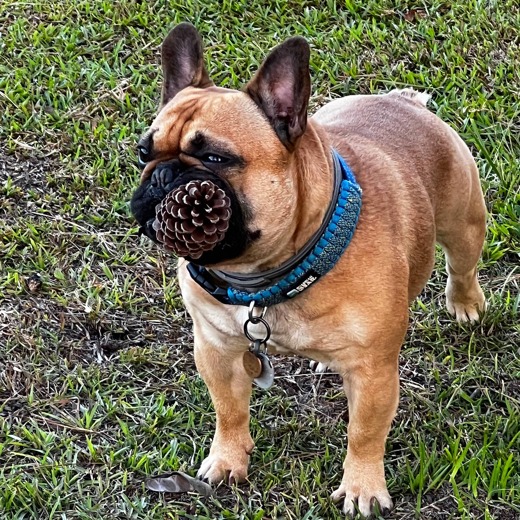 Yeti is registered to the contest to win money with this photo: bulldog, canidae, carnivore, collar, companion_dog, dog, dog_breed, dog_collar, eye, fawn, grass, human_body, leash, plant, snout, sporting_group, terrestrial_animal, tree, working_animal, wrinkle