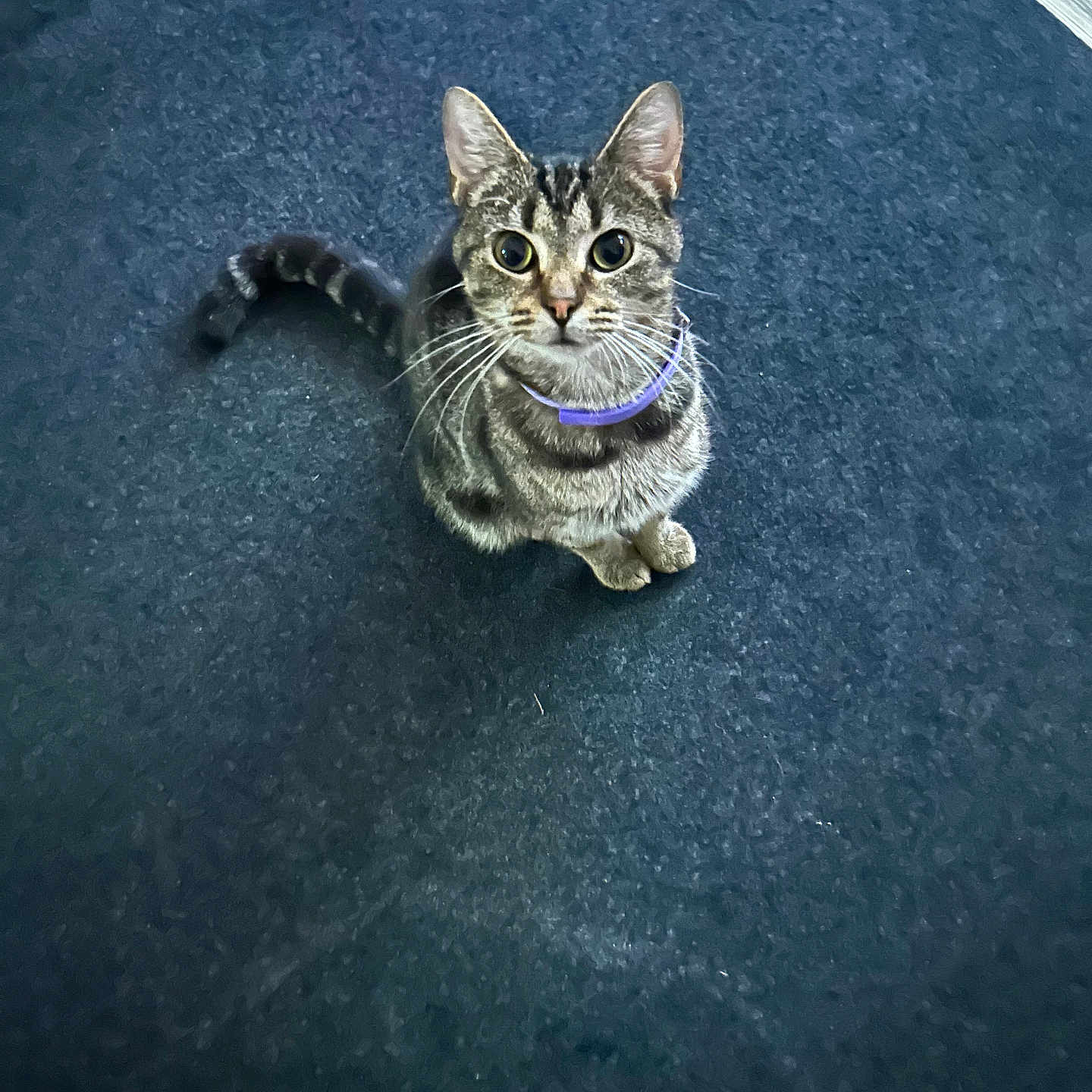 Abigail Rose is registered to the contest to win money with this photo: alert, animal, carpet, cat, companion, curious, cute, domestic_cat, ears, feline, fur, indoor, looking_up, pet, purple_collar, sitting, small_animal, tabby, tail, whiskers