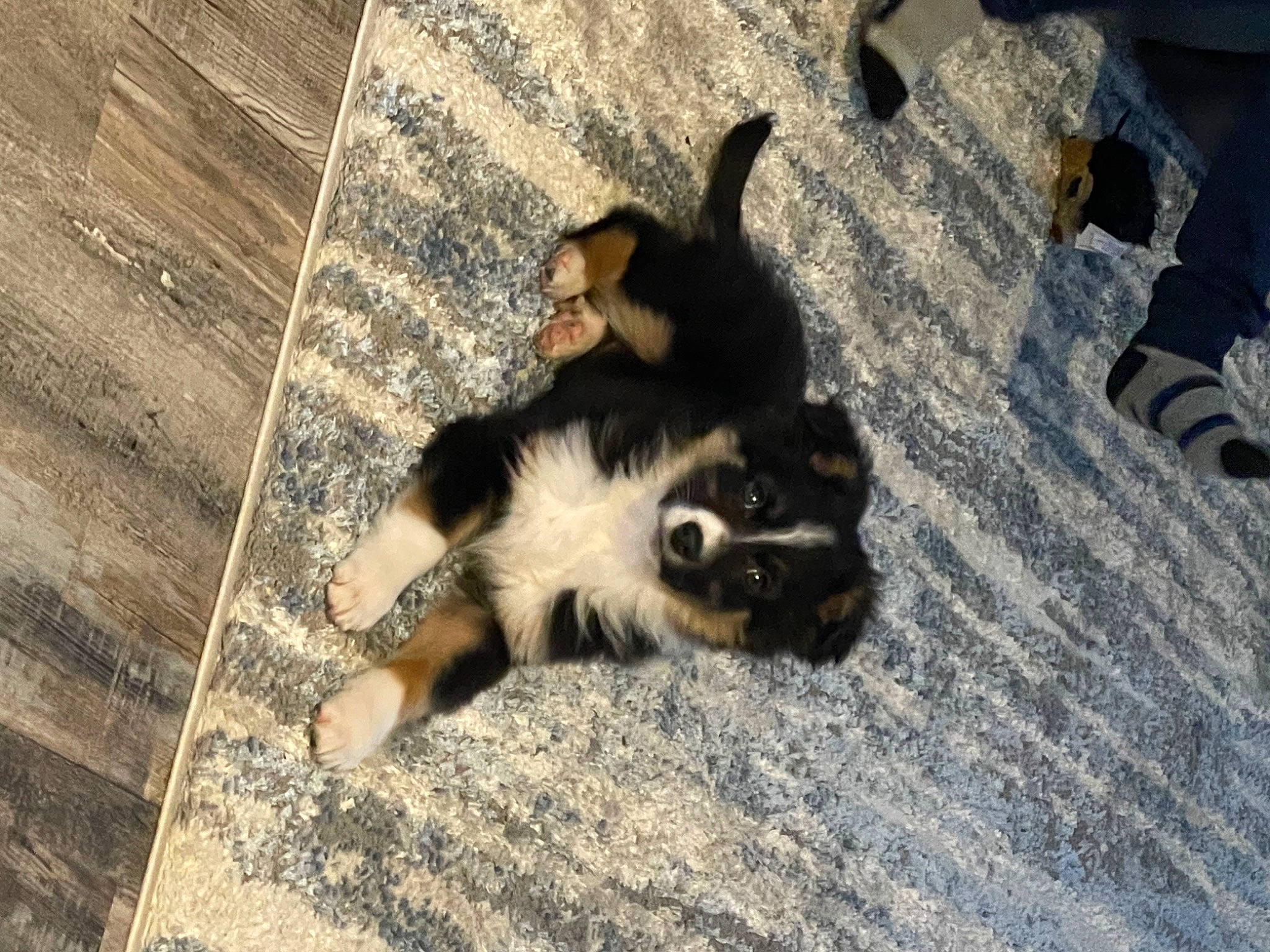 Ozzy-old Gregg joined the competition — help win amazing prizes! carnivore, claw, companion_dog, dog, dog_breed, felidae, flooring, fur, hardwood, paw, plank, shadow, small_to_medium_sized_cats, street_dog, tail, terrestrial_animal, toy_dog, whiskers, wood, working_dog