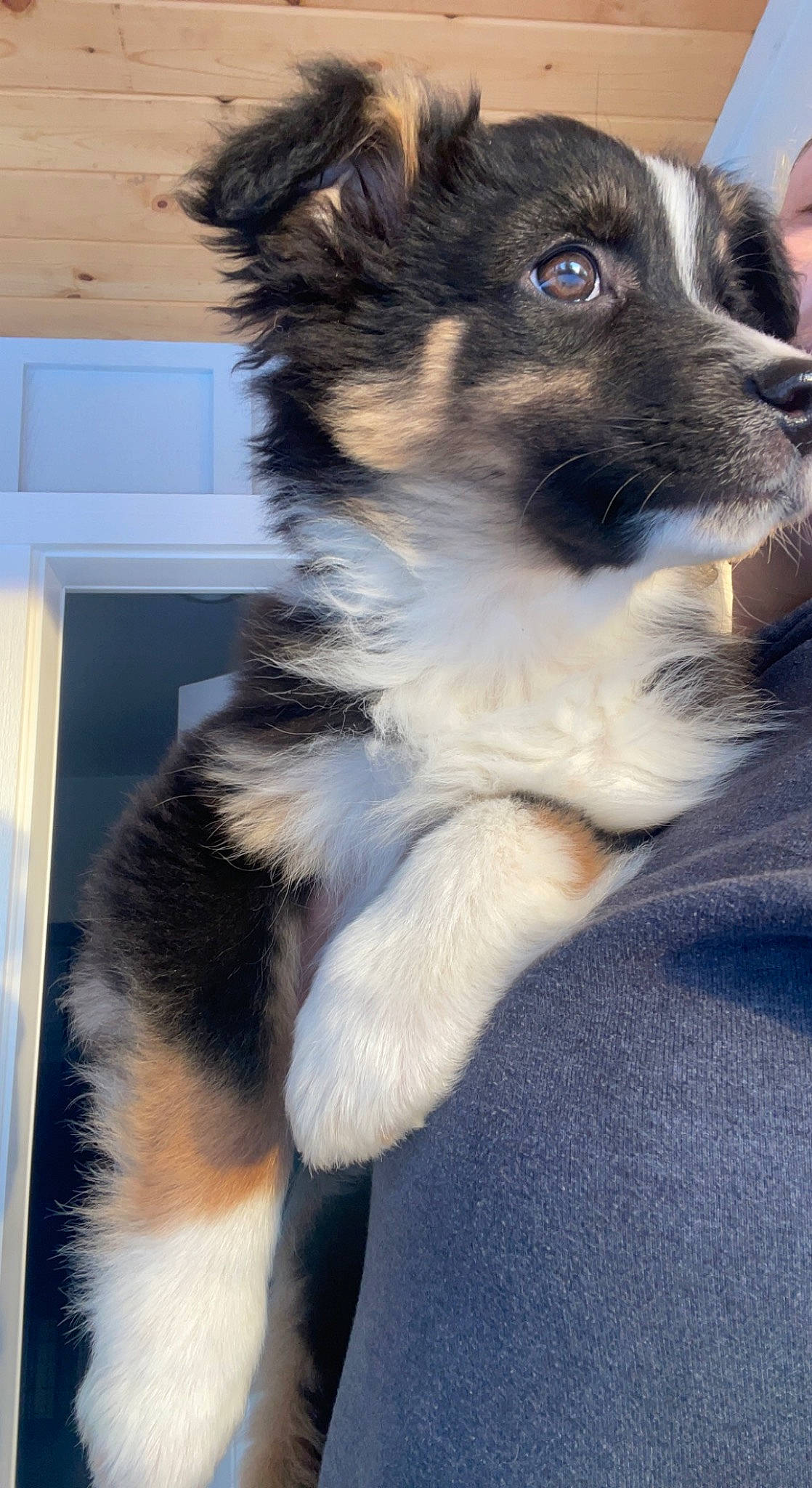 Ozzy-old Gregg joined the competition — help win amazing prizes! canidae, carnivore, collar, companion_dog, dog, dog_breed, fur, herding_dog, snout, sporting_group, tail, terrestrial_animal, whiskers, working_animal, working_dog