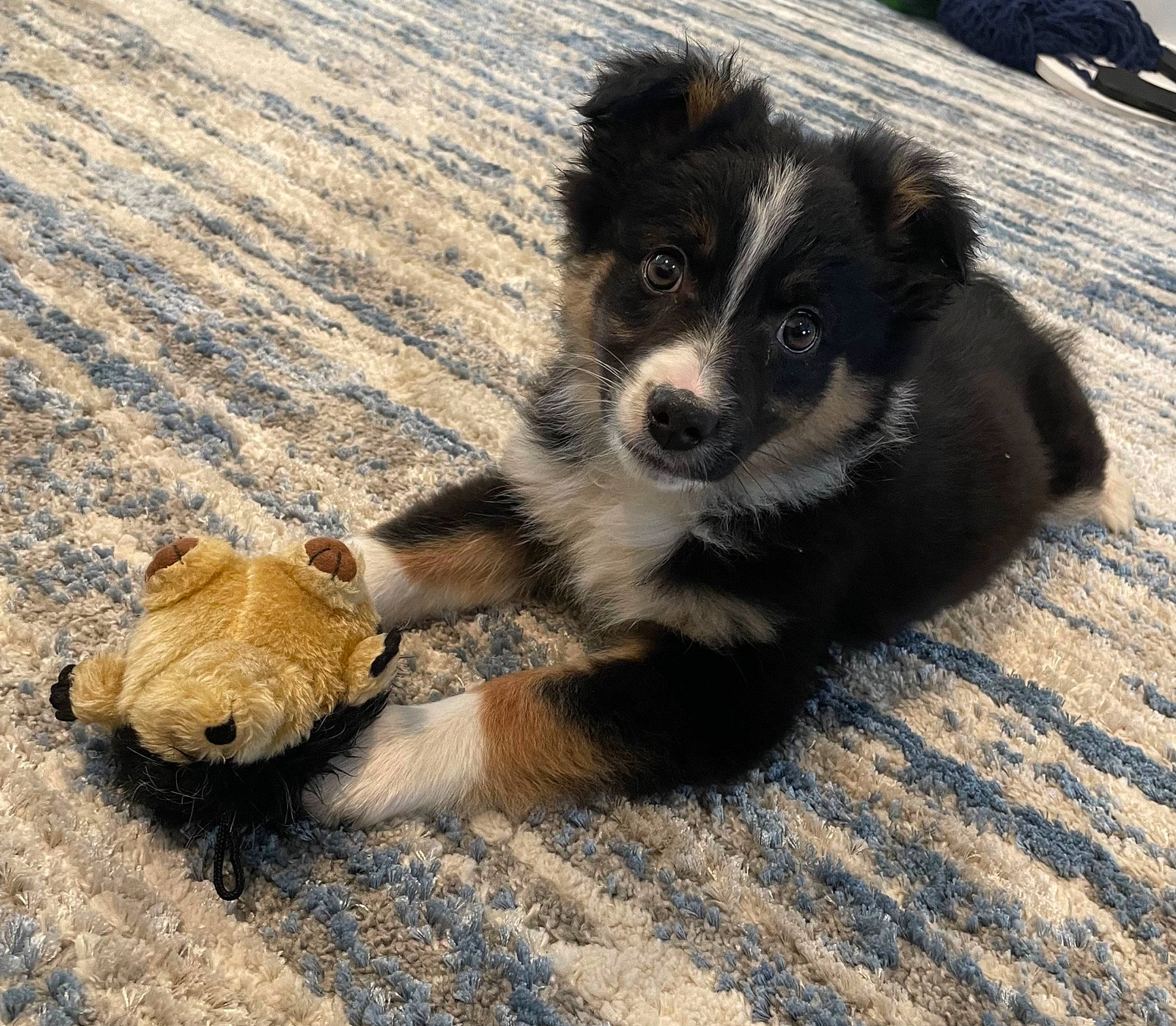 Ozzy-old Gregg is registered to the contest to win money with this photo: border_collie, bored, canidae, carnivore, companion_dog, dog, dog_breed, fur, herding_dog, paw, puppy, shadow, snout, sporting_group, terrestrial_animal, toy_dog, whiskers, wood, working_animal, working_dog