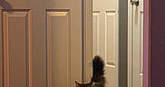 Hank joined the competition — help win amazing prizes! animal, brown_cat, carpet, cat, doors, doorway, fluffy_cat, hallway, home, indoors, long_hair, looking_at_camera, pet, portrait, room, standing, tabby, tail_up, warm_lighting, white_paws