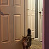 animal, brown_cat, carpet, cat, doors, doorway, fluffy_cat, hallway, home, indoors, long_hair, looking_at_camera, pet, portrait, room, standing, tabby, tail_up, warm_lighting, white_paws