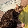 Hank is registered to the contest to win money with this photo: cat, kitten, sleeping, tabby, fur, paws, pink_paw_pads, couch, blanket, pillow, remote_control, indoor, cozy, resting, pet, animal, relaxing, domestic, cute, feline