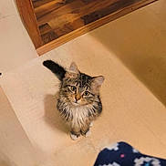 Hank is registered to the contest to win money with this photo: kitten, cat, tabby, fluffy, indoor, floor, wooden_doorframe, curious, looking_up, pet, animal, cute, feline, young, whiskers, ears, tail, paws, domestic, household