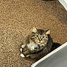 Hank is registered to the contest to win money with this photo: animal, carpet, cat, doorway, ears, floor, fluffy, fur, green_eyes, home, indoor, long_hair, looking_at_camera, pet, portrait, sitting, sunlight, tabby, whiskers, white_paws