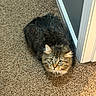 Hank joined the competition — help win amazing prizes! animal, black, brown, carpet, cat, crouching, doorway, ears, feline, floor, fluffy, green_eyes, hallway, indoors, long_hair, pet, portrait, sunlight, tabby, whiskers
