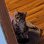 Hank is registered to the contest to win money with this photo: kitten, tabby_cat, pet, indoor, wooden_floor, mat, door_frame, curious, small, feline, animal, fur, cute, young, domestic, sitting, shadow, flooring, cozy, home