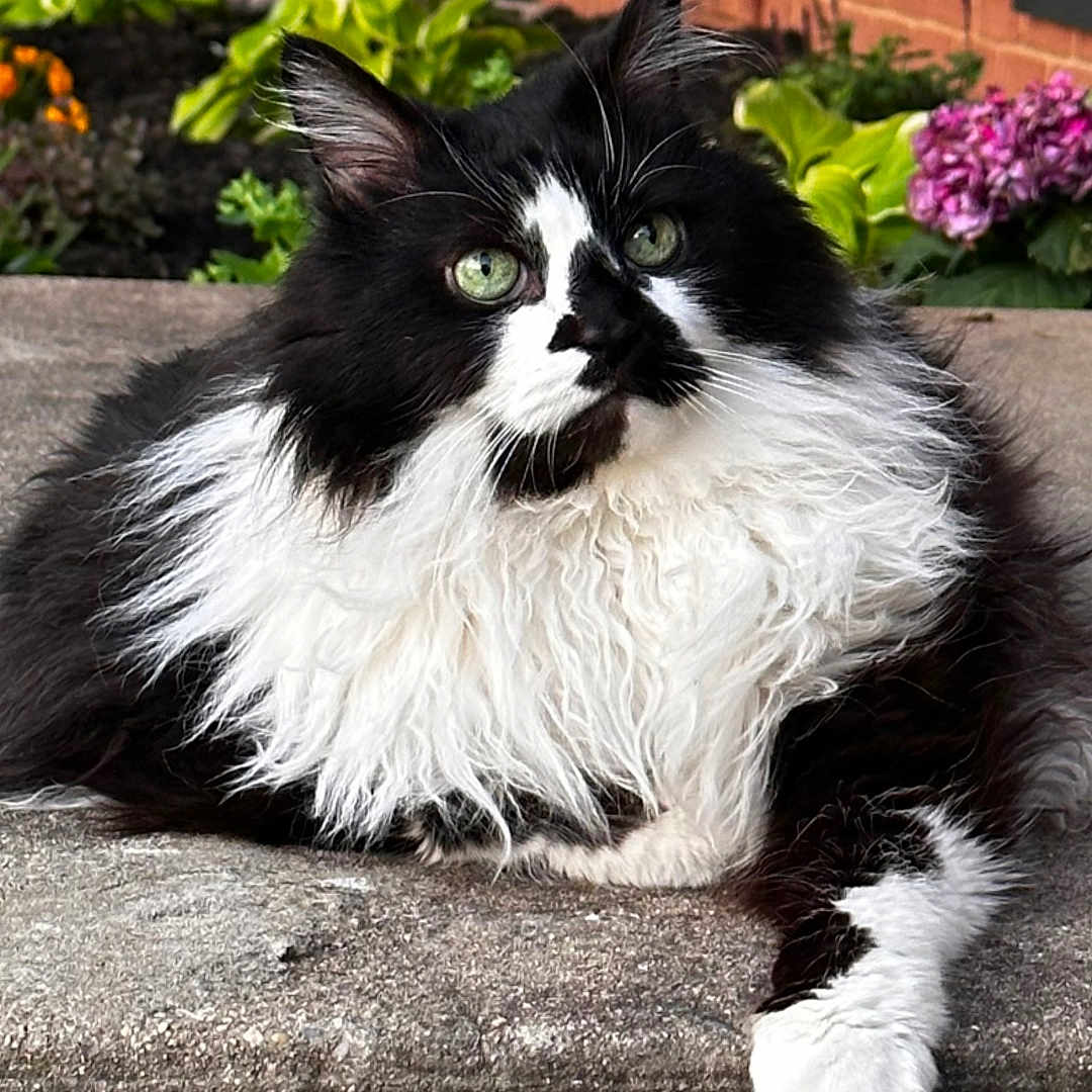 Tucker joined the competition — help win amazing prizes! angora, animal, backyard, brick, cat, flower, grass, herbal, herbs, jar, leaf, manx, pet, plant, planter, pottedplant, pottery, slate, vase, vegetation