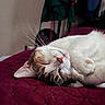 calm, cat, close_up, cozy, curled_up, cute, domestic_animal, feline, fur, home, indoor, napping, paws, pet, quilt, red_bedspread, relaxation, resting, sleeping, whiskers