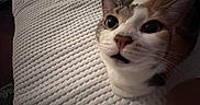 Nala is registered to the contest to win money with this photo: animal, cat, close_up, cozy, curious, cute, ears, expression, eyes, face, feline, fur, indoor, nose, pet, resting, soft_light, texture, whiskers, white_blanket