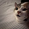 animal, cat, close_up, cozy, curious, cute, ears, expression, eyes, face, feline, fur, indoor, nose, pet, resting, soft_light, texture, whiskers, white_blanket