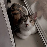 Nala is registered to the contest to win money with this photo: animal, calico, cat, closeup, cozy, curious, domestic, ears, eyes, feline, fur, indoor, pet, portrait, quiet, reflection, resting, soft_light, whiskers, windowsill