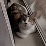 animal, calico, cat, closeup, cozy, curious, domestic, ears, eyes, feline, fur, indoor, pet, portrait, quiet, reflection, resting, soft_light, whiskers, windowsill