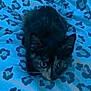 animal, bed, blanket, blue_light, cat, curious, cute, ears, eyes, feline, fur, indoor, kitten, leopard_print, pattern, pet, resting, small, whiskers, young