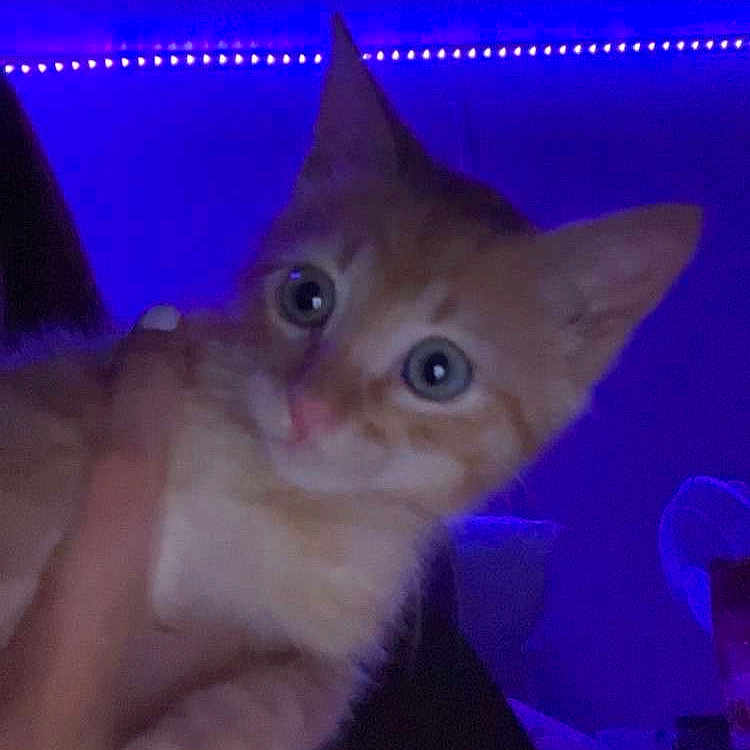 Pepper is registered to the contest to win money with this photo: animal, cat, curious, cute, domestic_cat, feline, fur, hand, holding, indoor, kitten, led_lights, night, orange_cat, pet, portrait, purple_light, room, wide_eyes, young_cat
