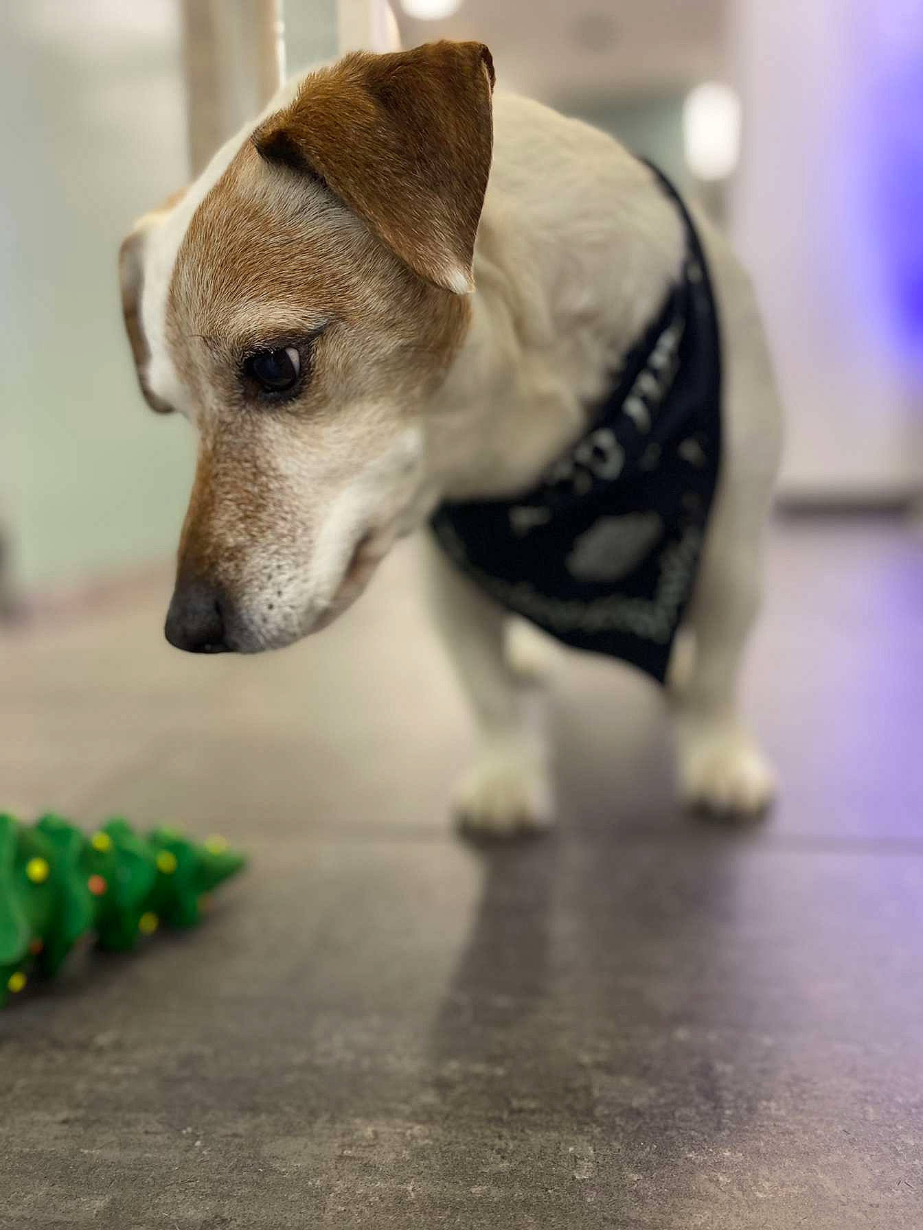 Fonzy participe au concours pour gagner de l'argent avec cette photo : canidae, carnivore, collar, companion_dog, dog, dog_breed, dog_supply, fawn, flooring, fur, natural_foods, paw, pet_supply, snout, sporting_group, street_dog, tail, terrestrial_animal, whiskers, working_animal