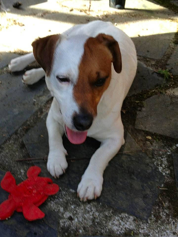 Fonzy participe au concours pour gagner de l'argent avec cette photo : canidae, carmine, carnivore, collar, companion_dog, dog, dog_breed, dog_collar, dog_supply, fawn, flooring, hunting_dog, irishjacks, non_sporting_group, paw, snout, sporting_group, tail, working_animal, working_dog