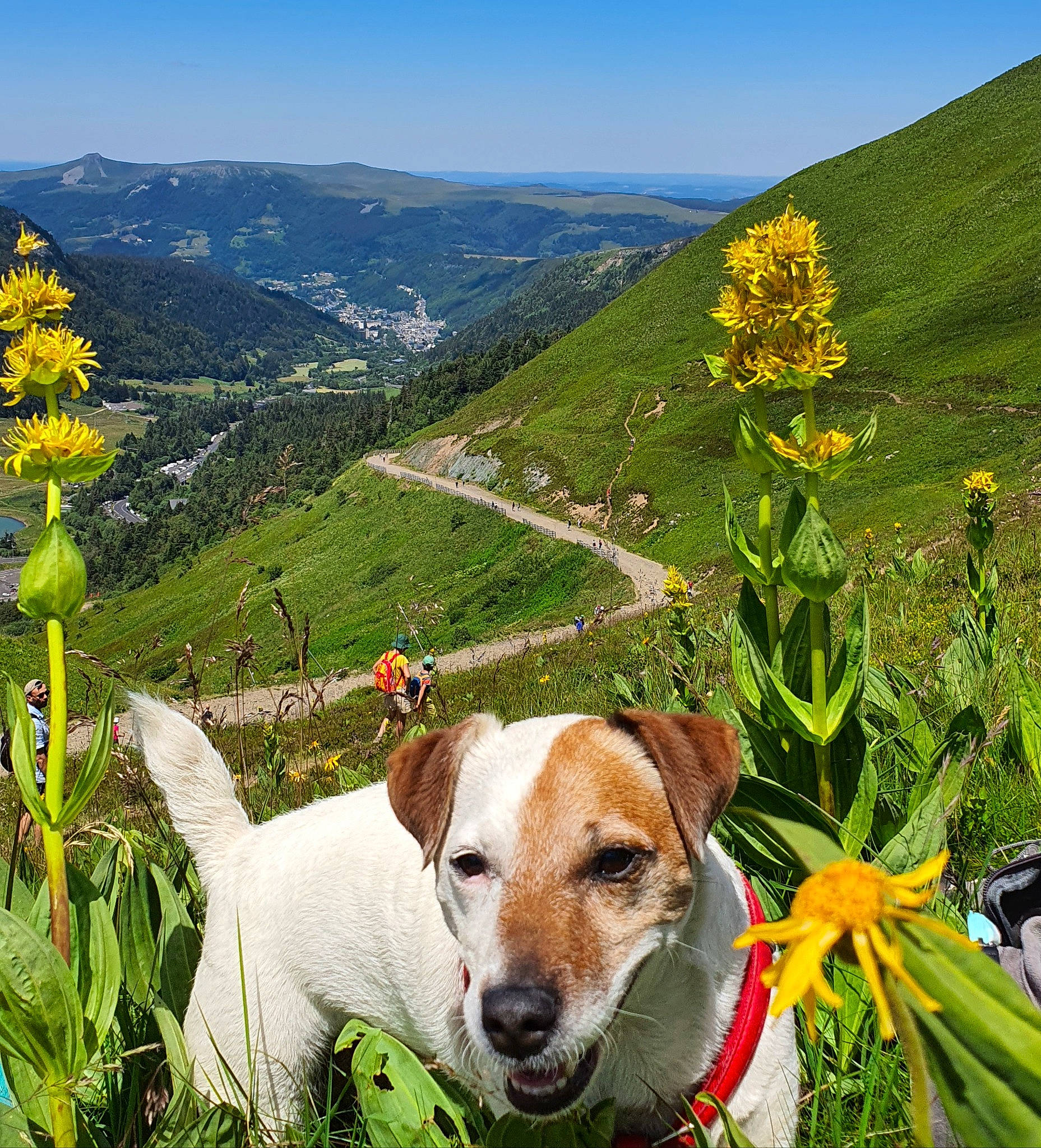 Fonzy a rejoint le concours — aidez-le/la à gagner de superbes lots ! carnivore, collar, companion_dog, dog, dog_breed, flower, grass, grassland, green, landscape, meadow, mountain, mountain_range, mountainous_landforms, natural_landscape, people_in_nature, plant, prairie, rural_area, sky