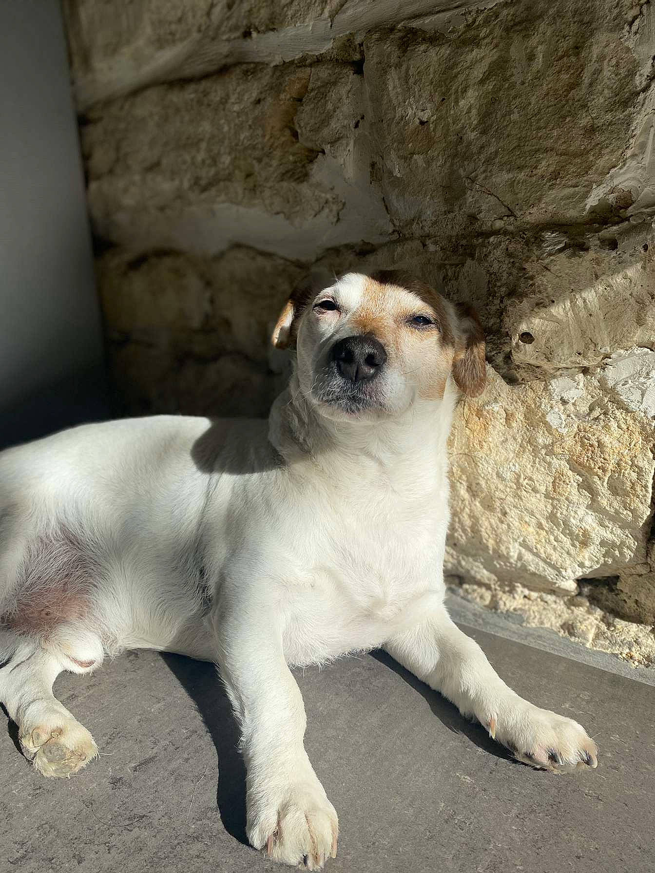 Fonzy participe au concours pour gagner de l'argent avec cette photo : canidae, carnivore, claw, companion_dog, dog, dog_breed, door, fawn, foot, fur, non_sporting_group, paw, snout, sporting_group, tail, terrestrial_animal, whiskers