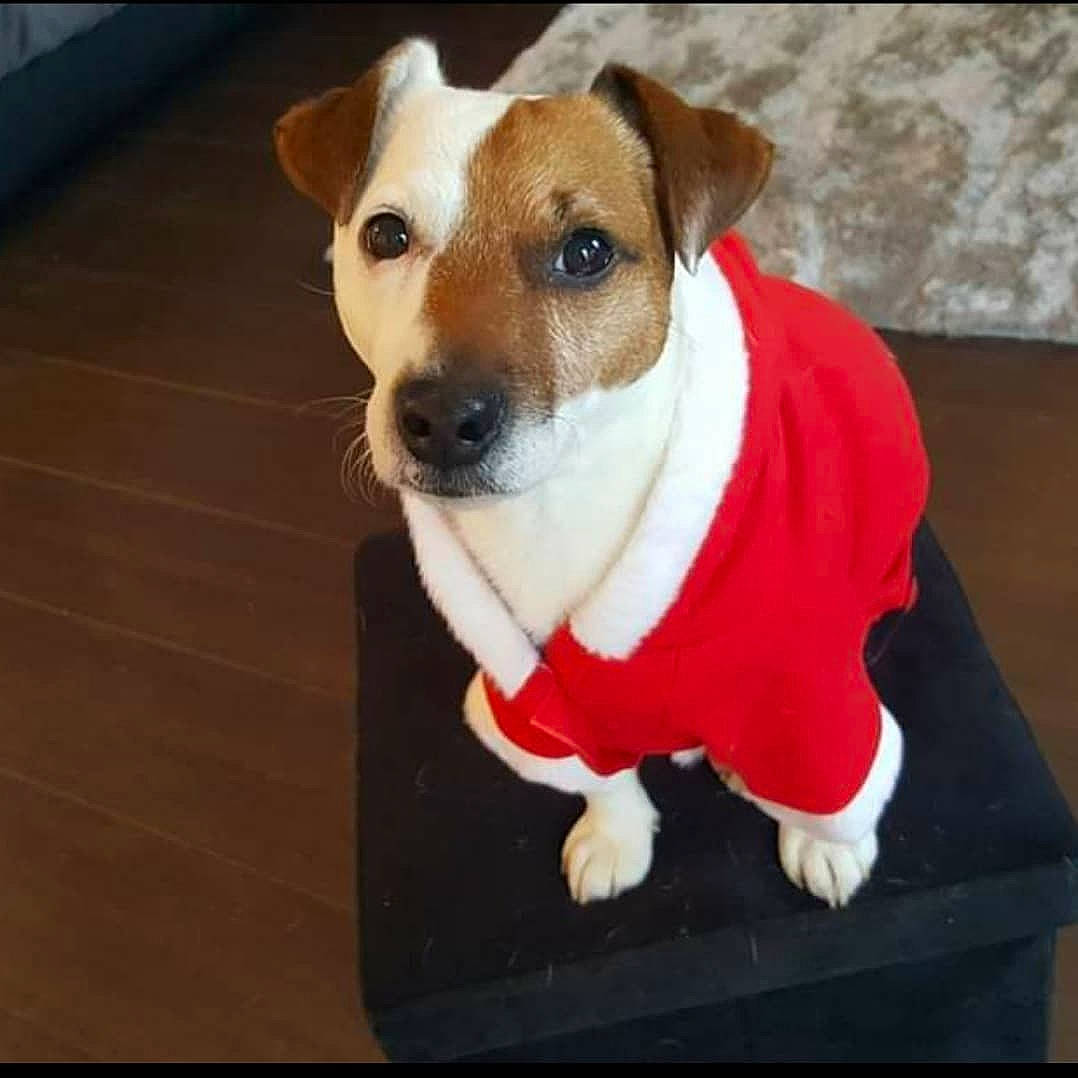 Fonzy participe au concours pour gagner de l'argent avec cette photo : canidae, collar, companion_dog, dog, dog_bed, dog_breed, dog_collar, dog_supply, fawn, fur, hardwood, irishjacks, non_sporting_group, pet_supply, small_terrier, sporting_group, terrier, whiskers, wood, working_animal