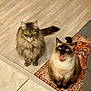 cat, tabby_cat, siamese_cat, fur, pet, animal, indoor, floor, rug, patterned_rug, mouth_open, expressive, two_cats, domestic_cat, cute, feline, whiskers, ears, tail, looking_up