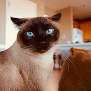 Peanutbutter is registered to the contest to win money with this photo: animal, blue_eyes, bokeh, cat, close_up, cozy, curious, domestic, ears, face, fur, indoor, living_room, mammal, nose, pet, portrait, siamese_cat, sofa, whiskers