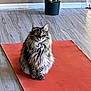 Peanut joined the competition — help win amazing prizes! cat, fluffy_cat, sitting, yoga_mat, indoor, flooring, plant, potted_plant, curious, wide_eyes, orange_mat, wood_floor, pet, feline, domestic_animal, fur, cute, animal, cozy, calm