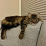 Peanut is registered to the contest to win money with this photo: cat, tabby, feline, pet, animal, indoor, couch, sofa, furniture, relaxing, lazy, fluffy, striped, window_blinds, home, resting, lying_down, cozy, domestic, brown