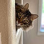 animal, cat, closeup, curious, cute, domestic, ears, feline, fur, home, indoor, natural_light, peeking, pet, soft_light, tabby, texture, wall, whiskers, window
