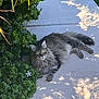 cat, fluffy, gray_tabby, sidewalk, greenery, bushes, outdoor, sunlight, shadow, flower, curious, relaxed, nature, pet, animal, fur, whiskers, tail, paws, garden