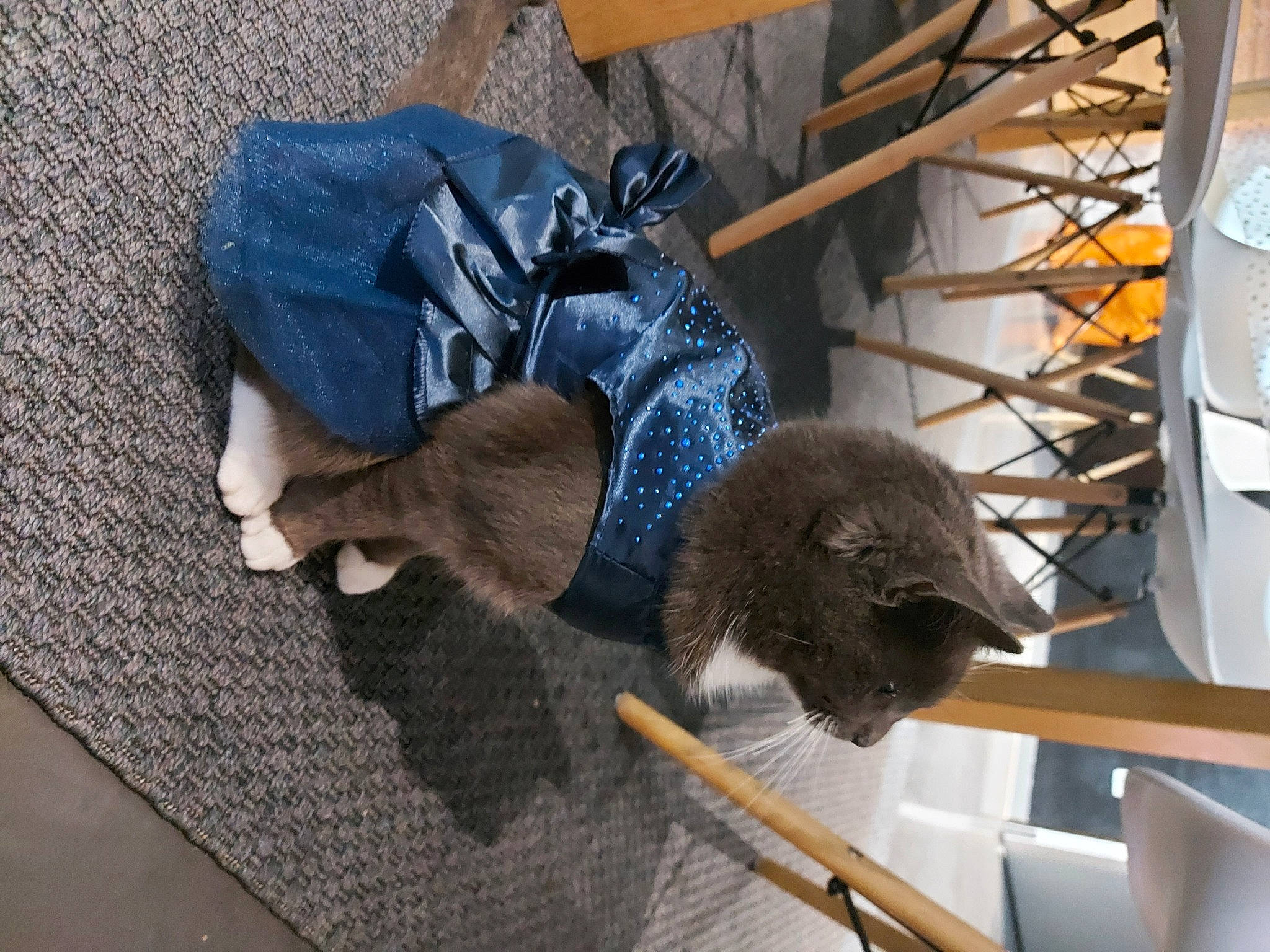 Pytha a rejoint le concours — aidez-le/la à gagner de superbes lots ! carnivore, cat, chair, claw, comfort, denim, domestic_short_haired_cat, electric_blue, felidae, flooring, fur, mammal, safety_glove, small_to_medium_sized_cats, table, tail, vertebrate, whiskers, wood, wool