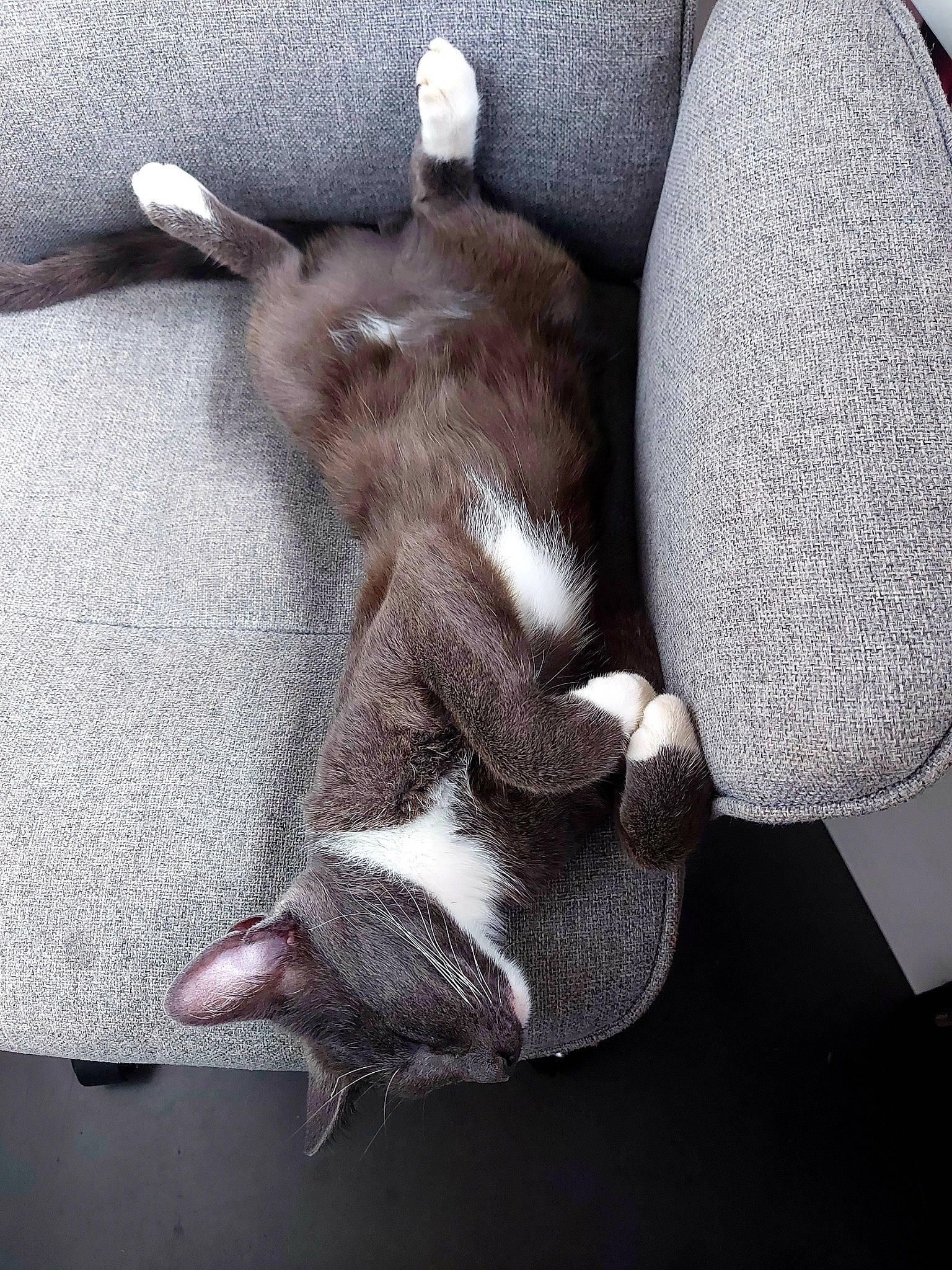 Pytha a rejoint le concours — aidez-le/la à gagner de superbes lots ! comfort, fawn, fur, grey, human_leg, linens, paw, snout, tail, terrestrial_animal, whiskers