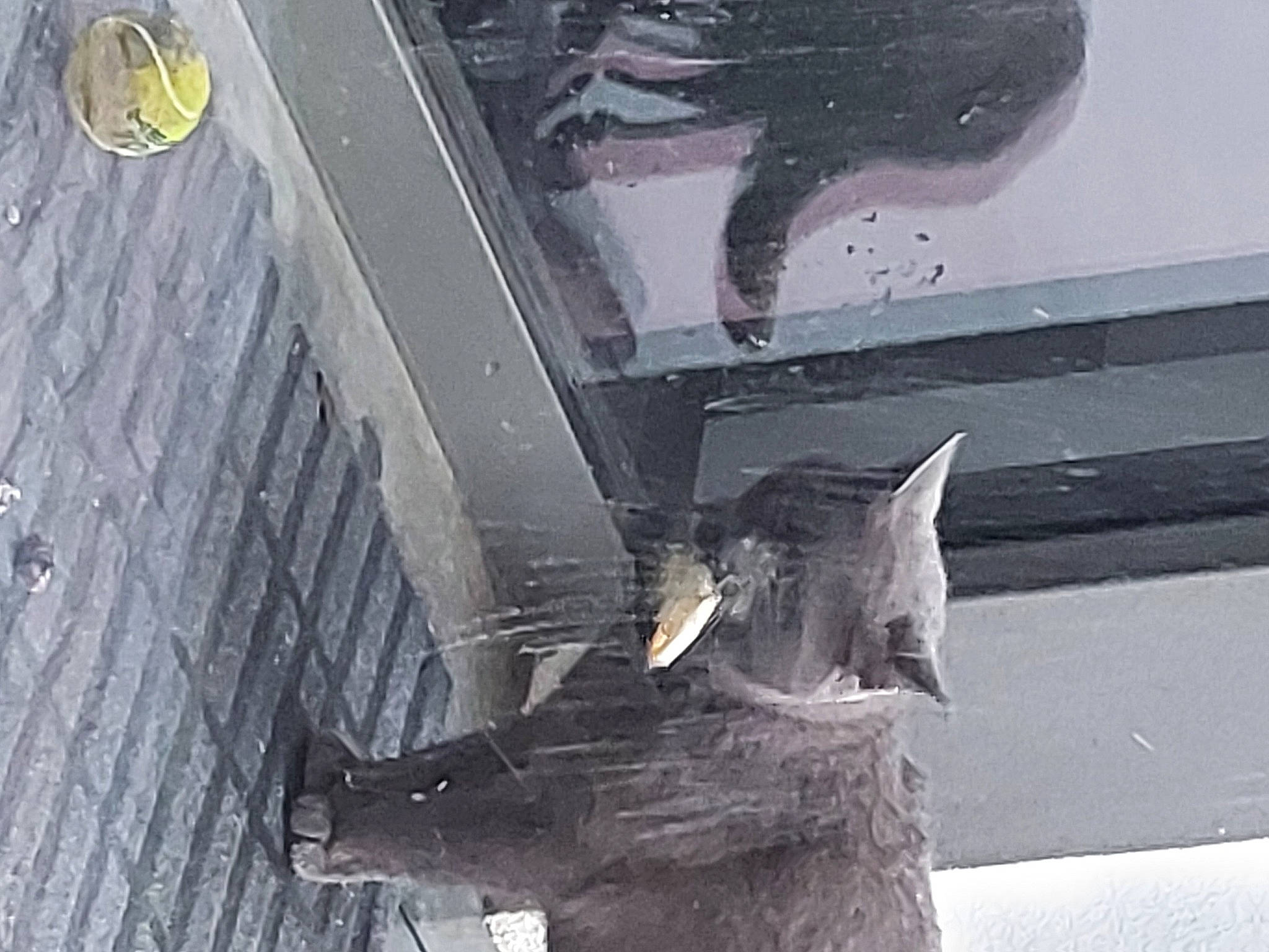 Nemo a rejoint le concours — aidez-le/la à gagner de superbes lots ! art, black, fur, glass, grey, mammal, metal, monochrome, monochrome_photography, road_surface, sculpture, statue, tail, tints_and_shades, vehicle_door, vertebrate, visual_arts, white, wood, working_animal