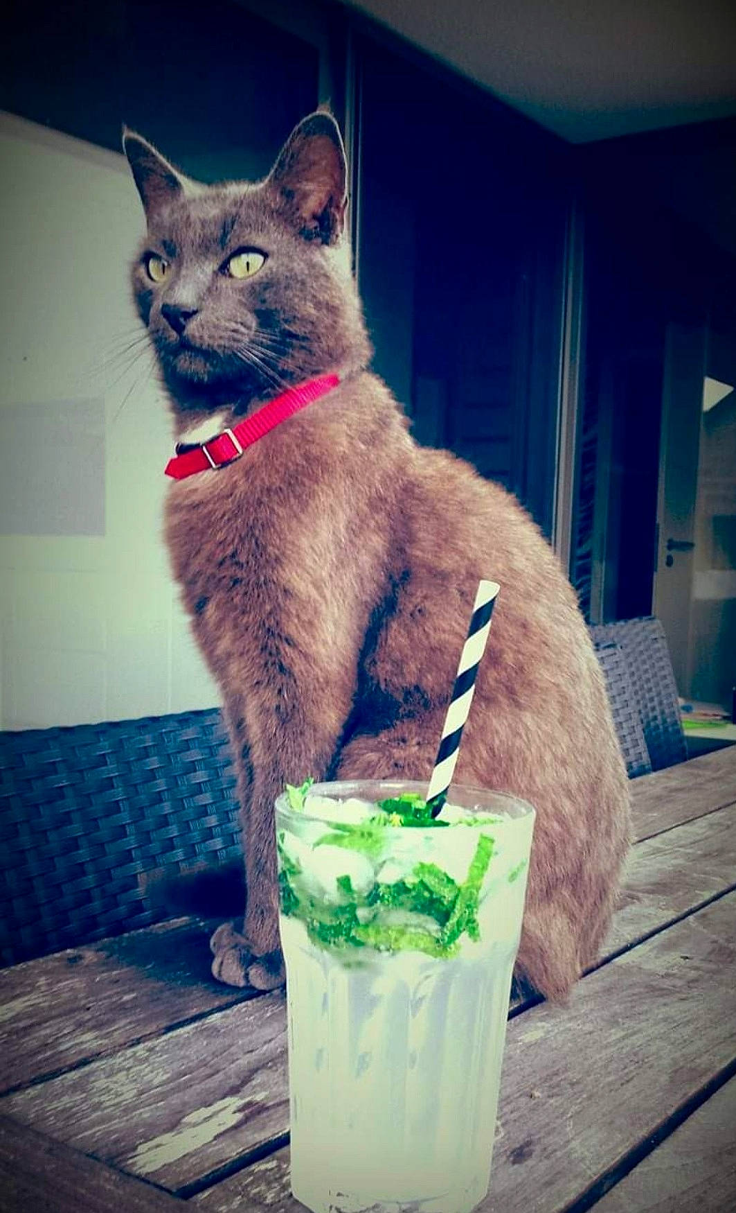 Nemo a rejoint le concours — aidez-le/la à gagner de superbes lots ! blue, carnivore, cat, cocktail, cocktail_garnish, domestic_short_haired_cat, drink, drinking, drinking_straw, felidae, fur, houseplant, ingredient, small_to_medium_sized_cats, snout, soft_drink, square, tableware, tail, whiskers