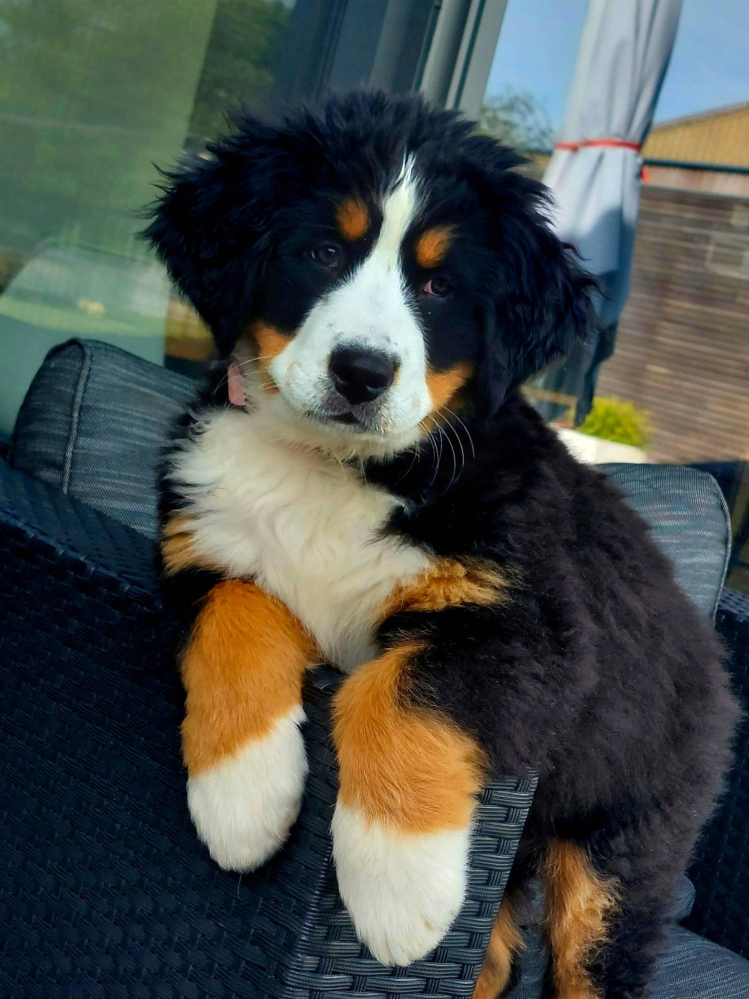 Lila participe au concours pour gagner de l'argent avec cette photo : bernese_mountain_dog, canidae, carnivore, companion_dog, couch, dog, dog_breed, fur, herding_dog, snout, sporting_group, terrestrial_animal, working_animal, working_dog