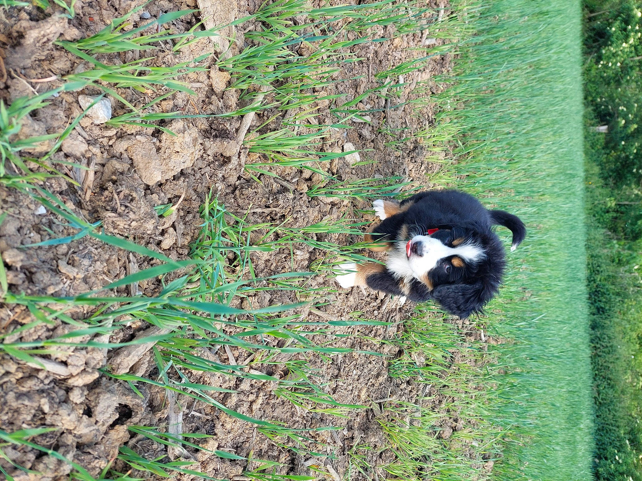 Lila participe au concours pour gagner de l'argent avec cette photo : canidae, carnivore, companion_dog, dog, dog_breed, forest, grass, grass_family, groundcover, jungle, plant, primate, soil, sporting_group, tail, temperate_broadleaf_and_mixed_forest, terrestrial_animal, tree, wildlife, working_animal