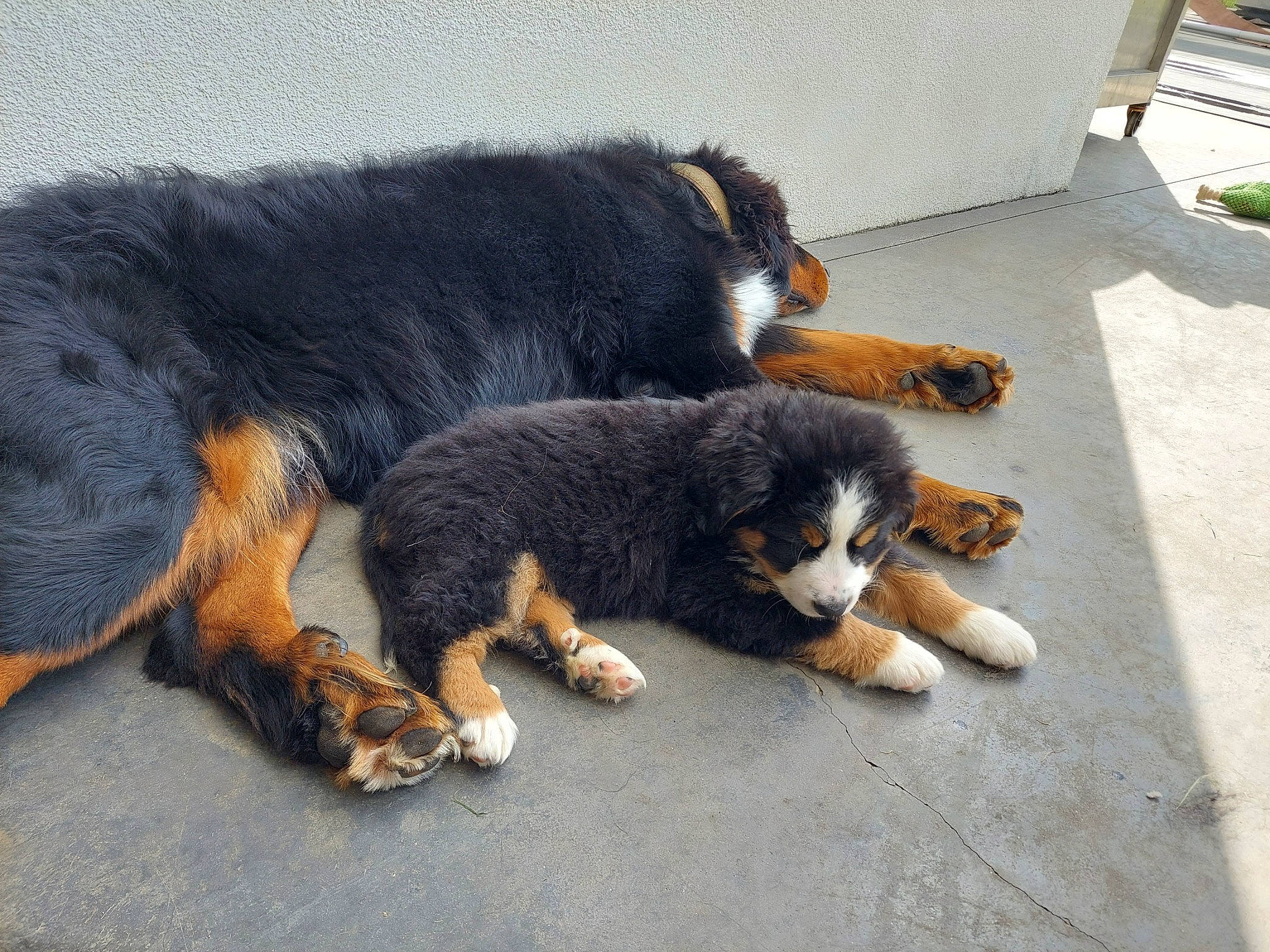 Lila a rejoint le concours — aidez-le/la à gagner de superbes lots ! asphalt, canidae, carnivore, claw, companion_dog, concrete, dog, dog_breed, flooring, flowerpot, foot, fur, paw, plant, road_surface, snout, sporting_group, tail, terrestrial_animal, working_dog