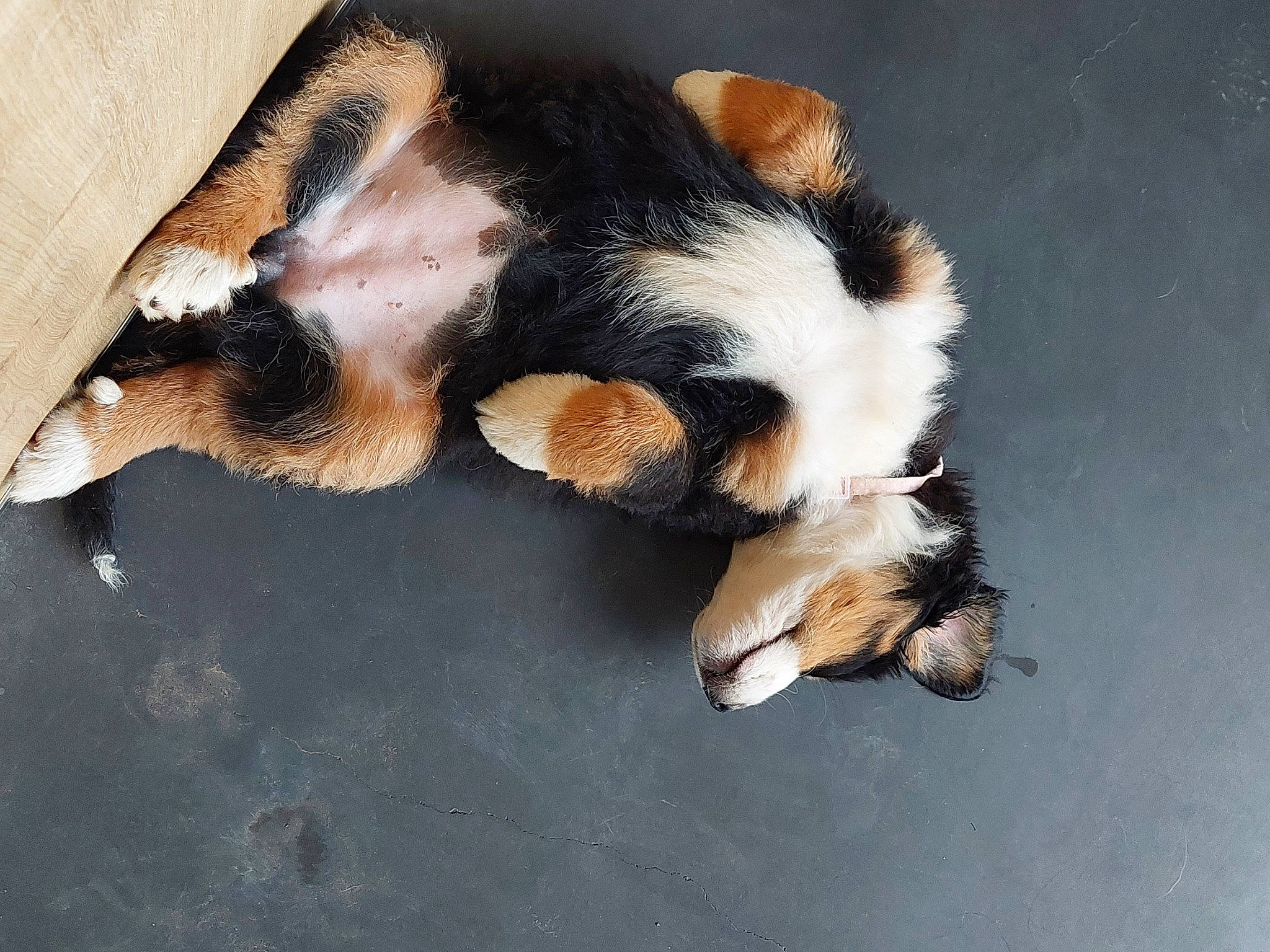 Lila participe au concours pour gagner de l'argent avec cette photo : canidae, carnivore, claw, comfort, companion_dog, dog, dog_breed, fawn, felidae, fur, nap, paw, puppy, sleep, small_to_medium_sized_cats, sporting_group, tail, terrestrial_animal, whiskers, working_dog