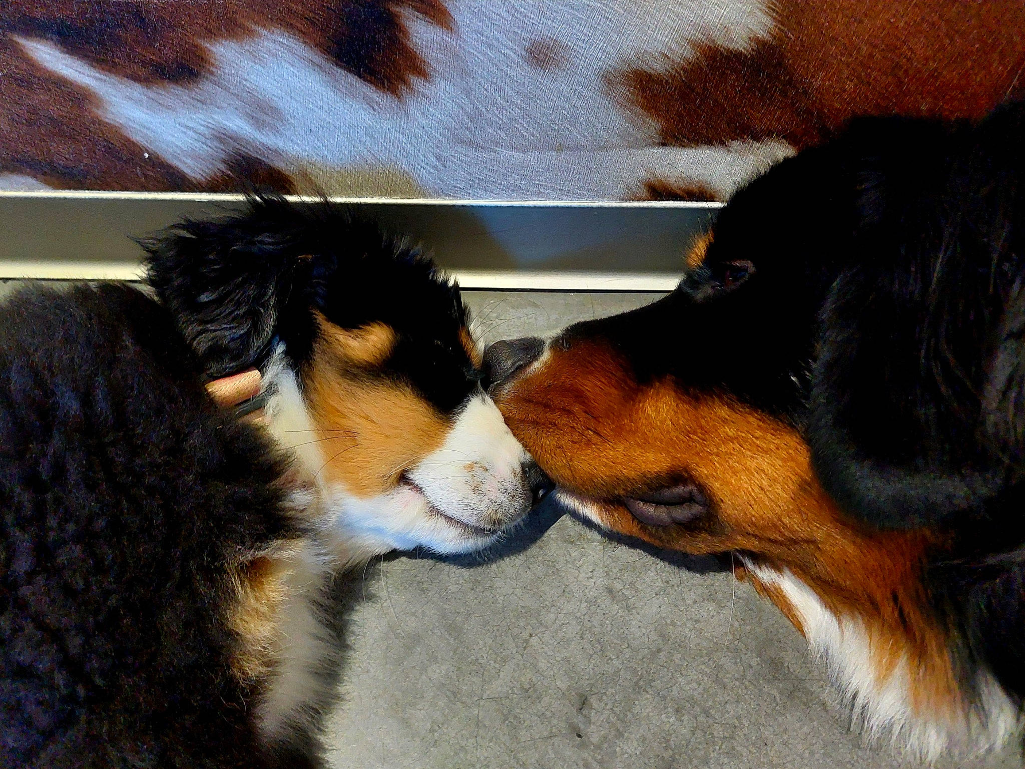 Lila a rejoint le concours — aidez-le/la à gagner de superbes lots ! canidae, carnivore, companion_dog, dog, dog_breed, fur, giant_dog_breed, herding_dog, mammal, snout, sporting_group, tail, terrestrial_animal, vertebrate, whiskers, working_animal, working_dog